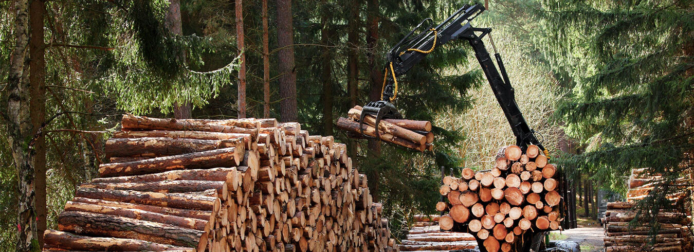 Digitization of the Forestry Industry